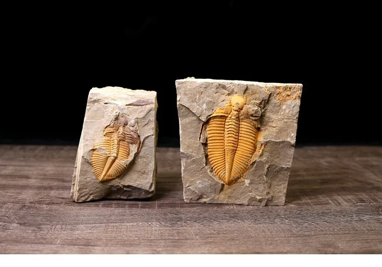 Редкий трилобит метакрифей giganteus Devonian из Боливии трилобиты DinoCrown Insect учебный образец коллекции