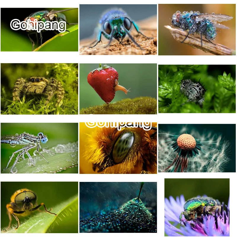 

Diamond Embroidery Various Insects In The Field 5D DIY Rhinestones Square or Round Diamond Picture for Home Room Wall Decoration