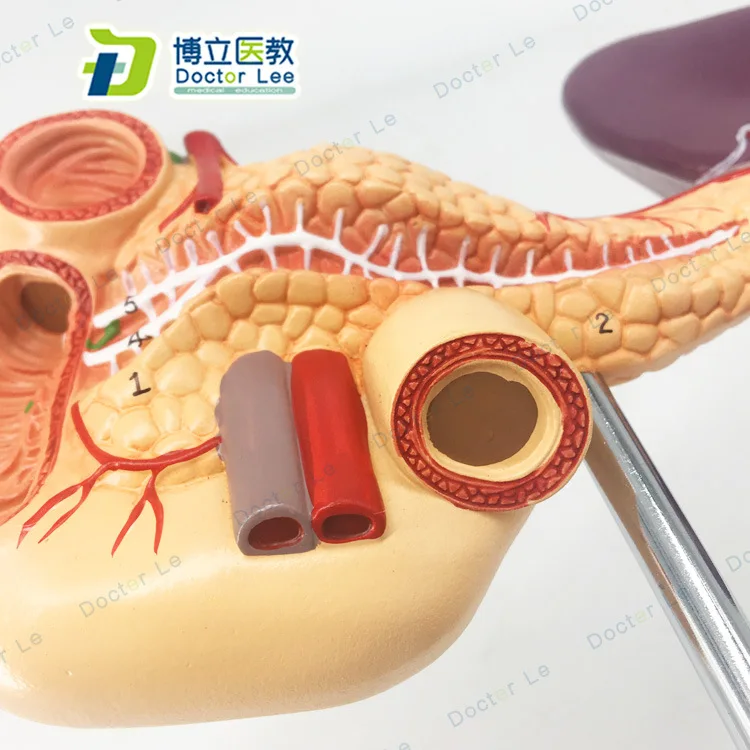 Анатомическая модель человека селезенки поджелудочной железы | Канцтовары для