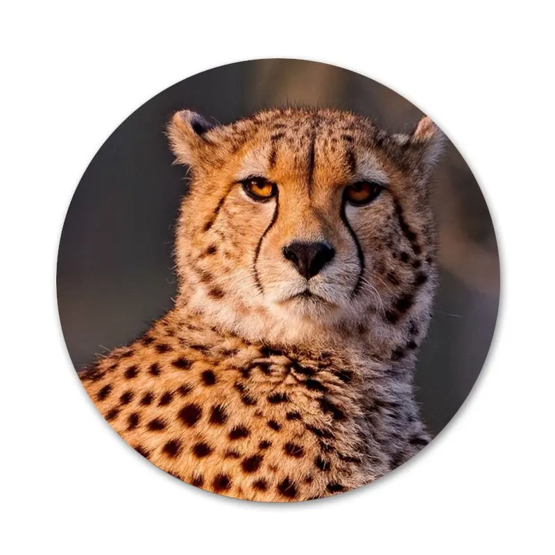 Значки с леопардовым рисунком для украшения одежды рюкзака подарка | Дом и сад