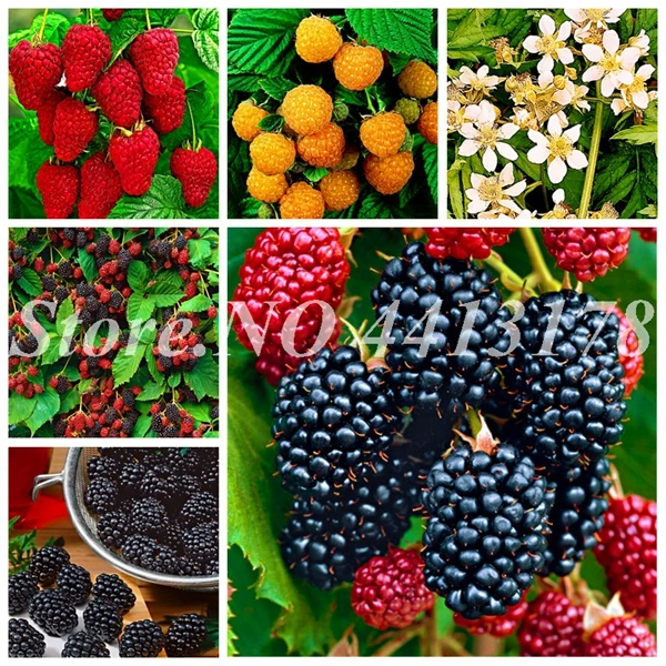 200 шт./пакет китайский дикий Raspberry Декор искусственные цветочные горшки| |