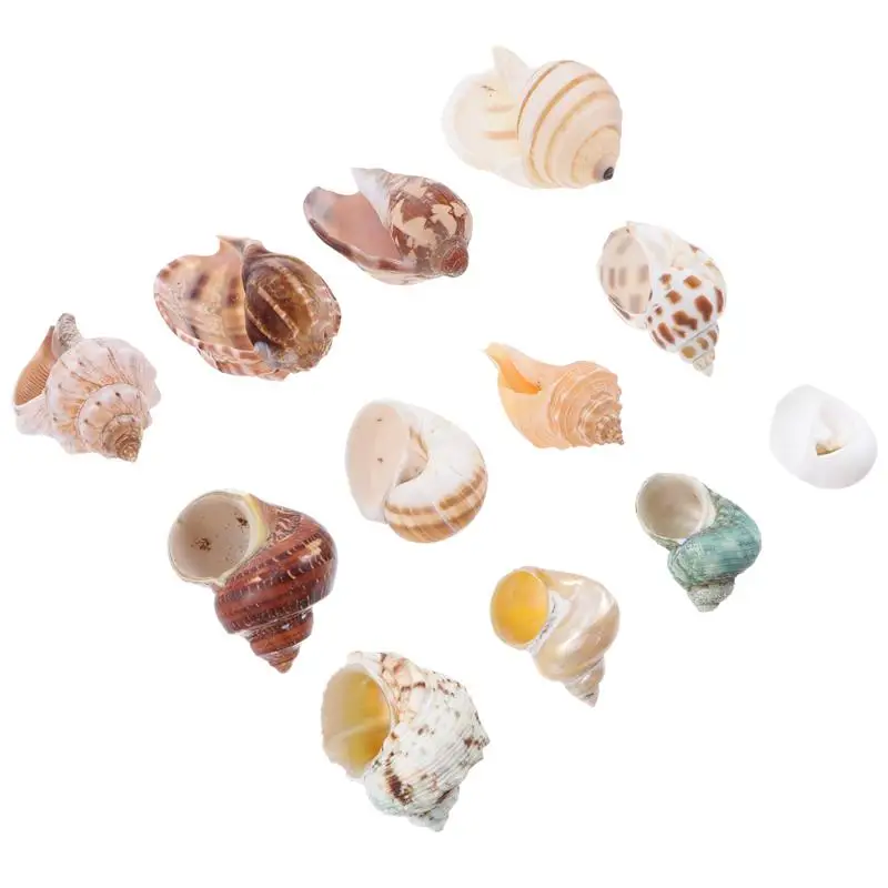 

12pcs Natural Shell Conch Hermit Crab Roll Shellfish Shell Fish Tank Home Crafts Decoration Conch Ornament