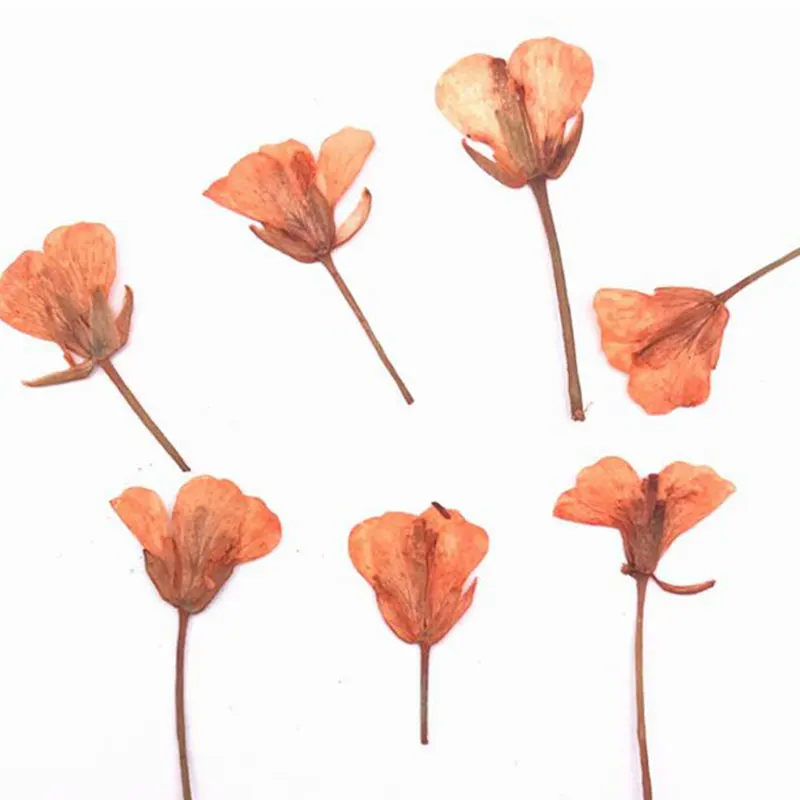 Натуральные прессованные настоящие цветы канолы 12 шт./компл. сушеные для поделок