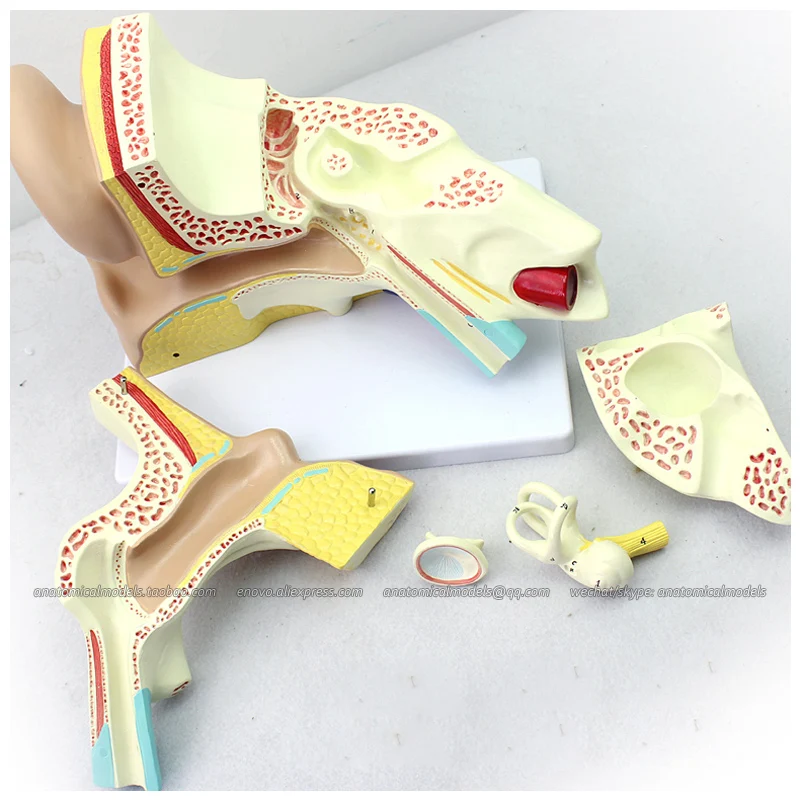 

12520 / Anatomy Human Ear Structure Model 4x Life Size, Medical Science Educational Teaching Anatomical Models