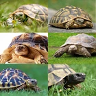 Алмазная живопись сделай сам, черепаха, квадратная мозаика, вышивка, животное, 5D, украшение для дома, алмазная живопись, искусство, детский подарок, украшение для стен