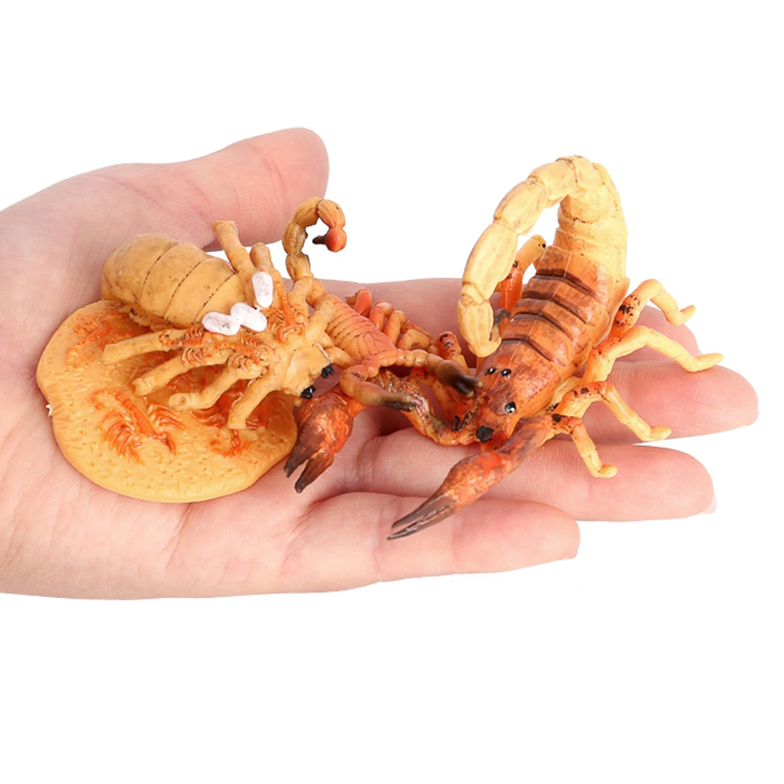 

Insect Growth Diary Simulation Scorpion Life Cycle Set Model Action Toy Figures Learning & Educational Children's Toys