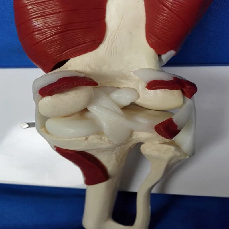 Анатомическая модель коленного сустава с реалистичным размером медицинская