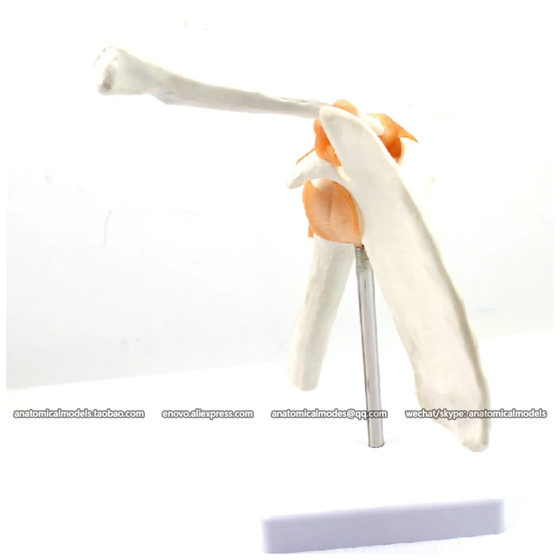 

12354/Shoulder joint,Anatomical Human scapula skeleton/CMAM