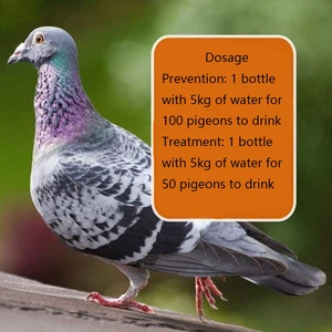 Голуби наклоняют голову, трясут головой, жарят волосы, в них есть зеленые стулья, 100 птицбутылка