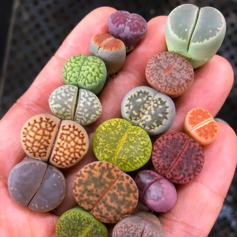 

Lithops Mixed Succulents Pots Succulents Potted Plants Potted Plants Succulent Pot Pots for Plants Plant Pots Decorative Pots