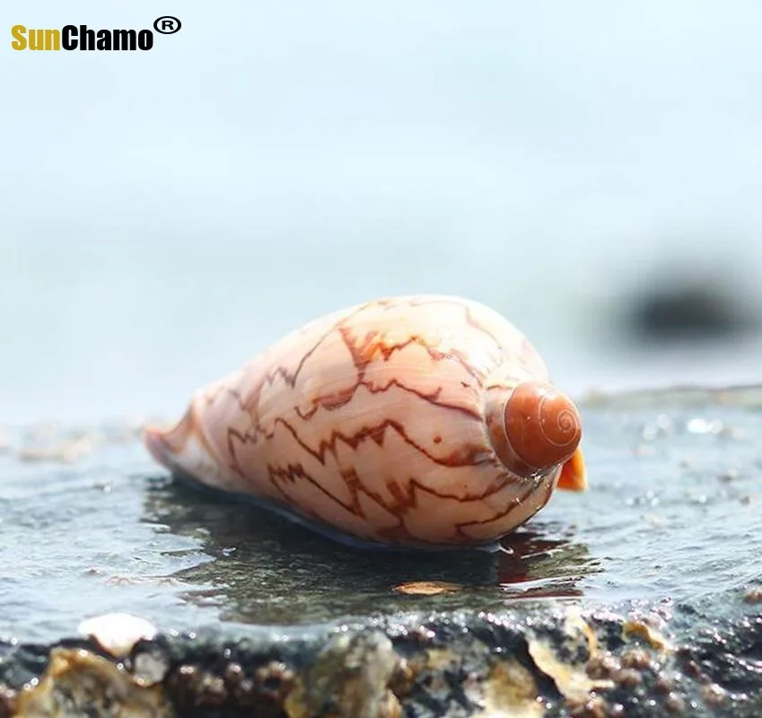 Живописный ракушка микро живописный DIY средиземноморская Дрифтинг Бутылка