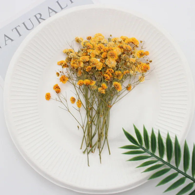 Натуральные сушеные цветы тиснение Botany образец Diy клей ручной оболочки Ароматерапия Свеча фоторамка активность материал наука - Цвет: Full of orange
