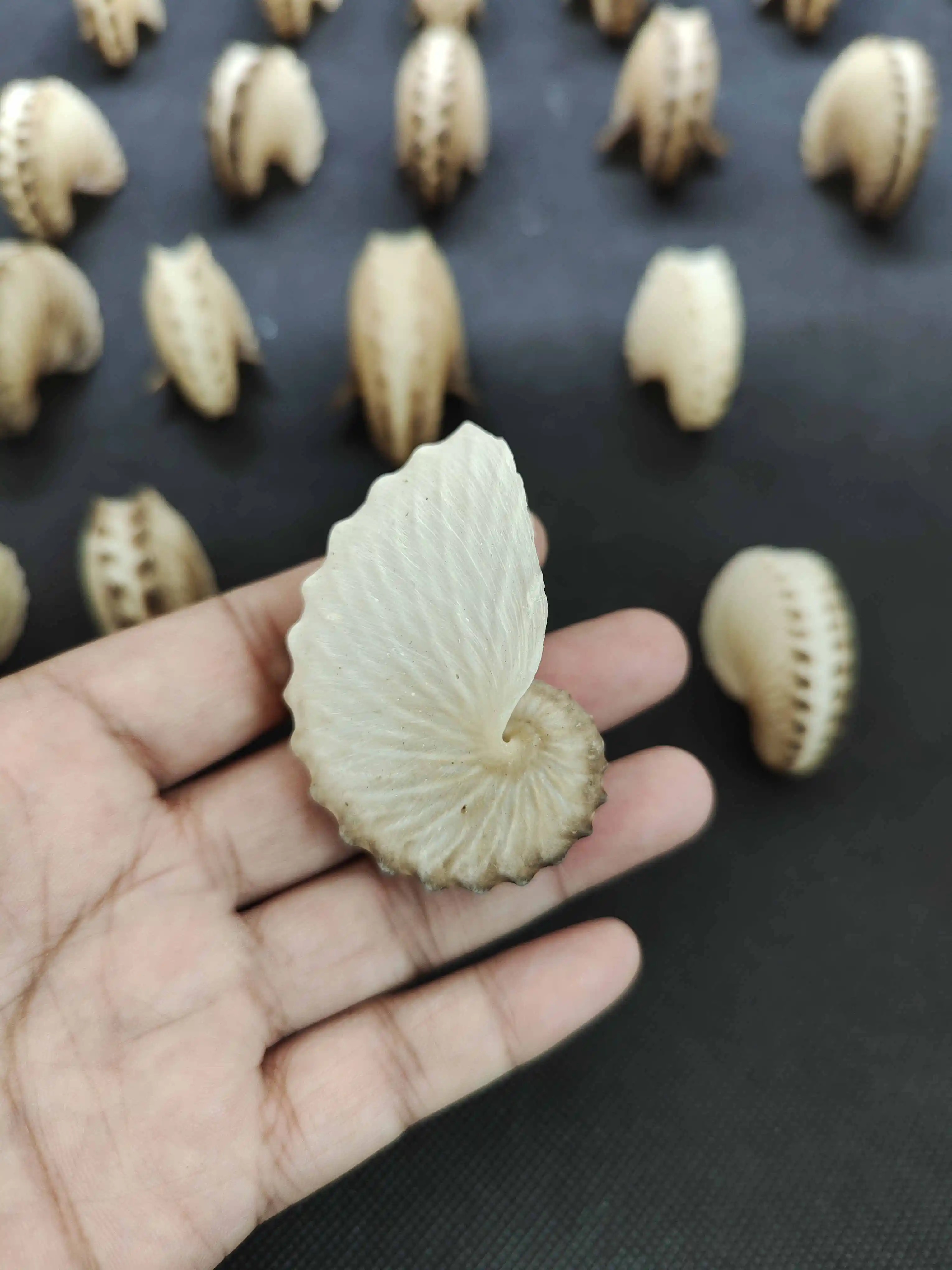 

Natural conch shells boat octopus home furnishings collection decoration