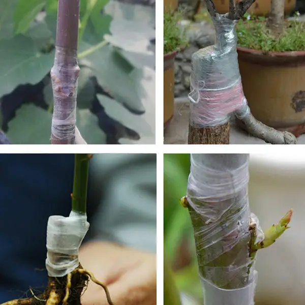 

Parafilm Pruning Repair Roll Tape Graft Budding Strecth Moisture Pruner Plant Fruit Tree Nursery Garden Barrier Floriculture
