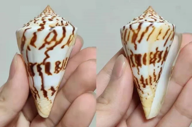 

7 cm Centurion Conch Rare Conch Collection