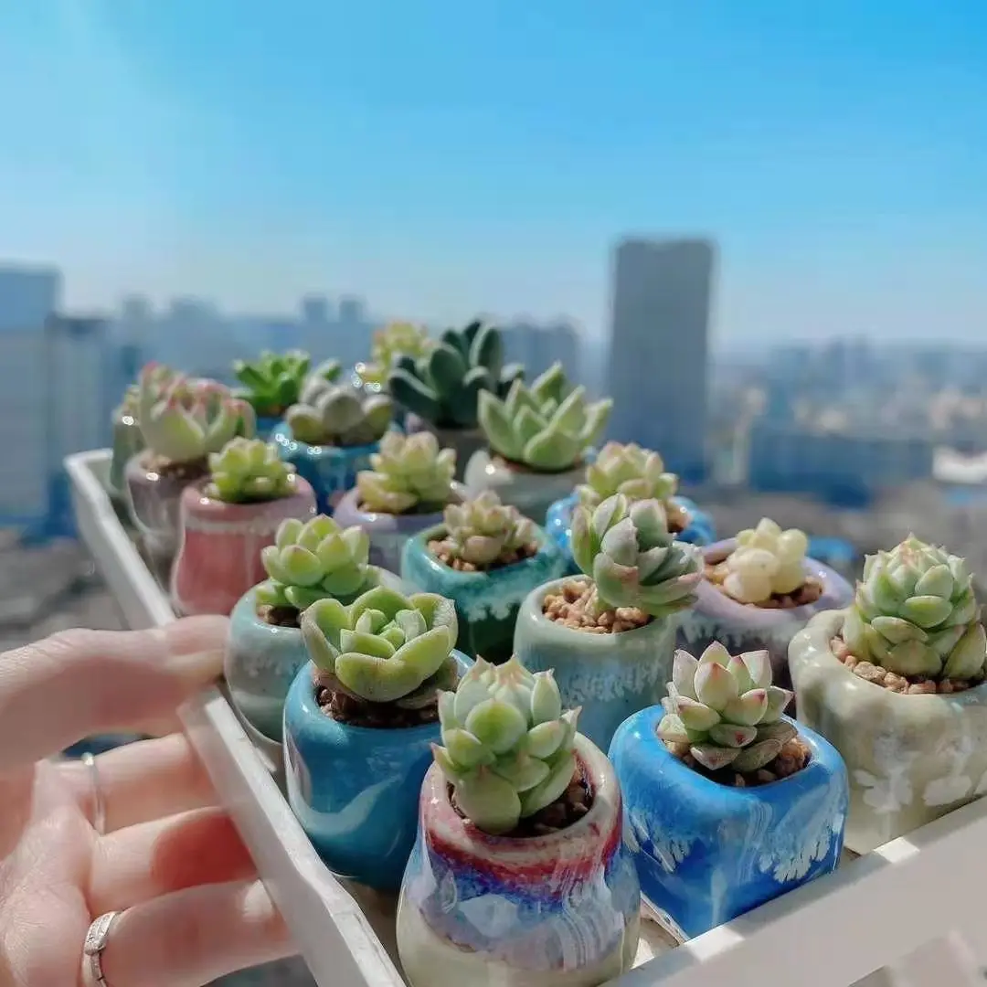 

10pc Mini Succulent Flower Pot Ceramic Breathable Thumb Flowers Pot Lithops Flowerpot Home Mini Bonsai Potted Planting Plants