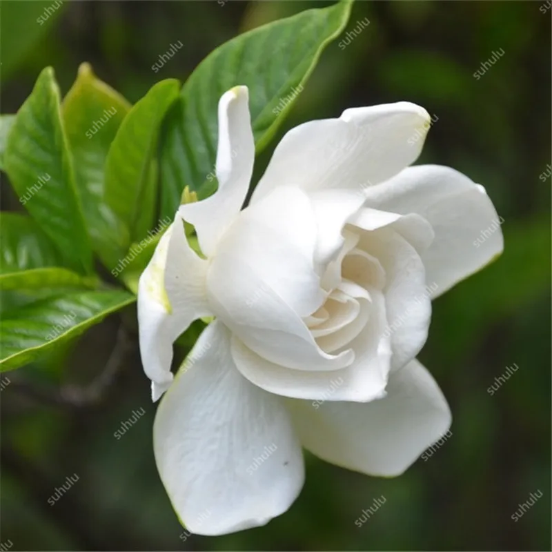 100 шт Искусственный Жасмин | Дом и сад