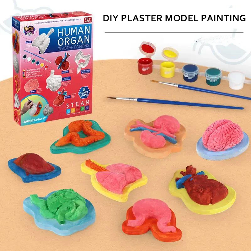Puzzle Montessori 3d Human Body Anatomy Assemble Model Toy Diy Organ Teaching Tool Educational Learning Toys For Children | Игрушки и