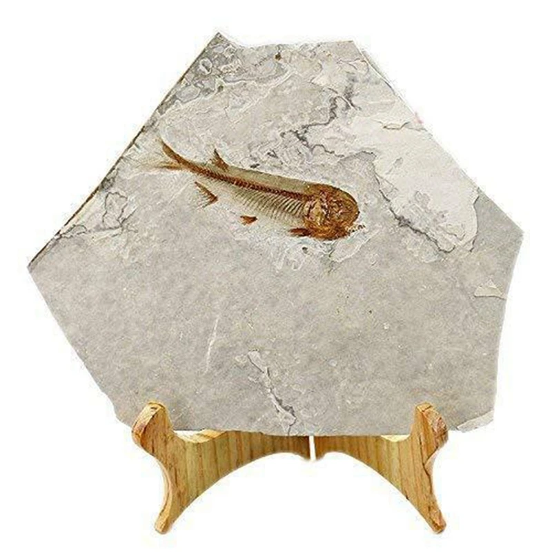 Рыба окаменелость из Западного ляонина Китай 150 миллионов лет назад Lycopter | Дом и