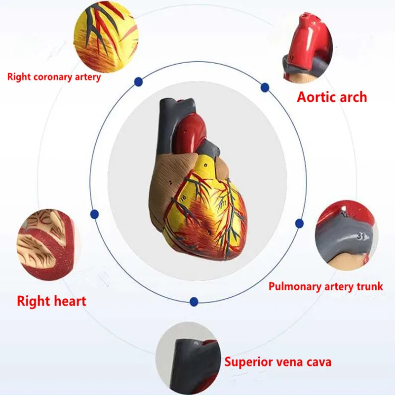 Человеческое Сердце анатомическая Анатомия медицинская модель вязка