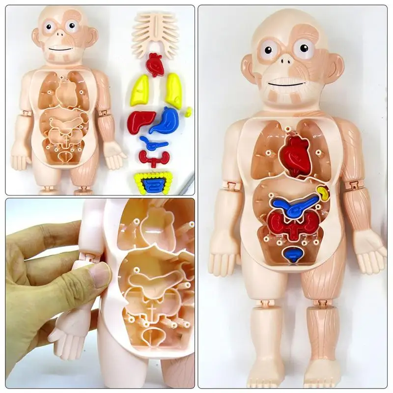 1 набор моделей человеческого тела Детская модель сделай сам модель|Медицинская