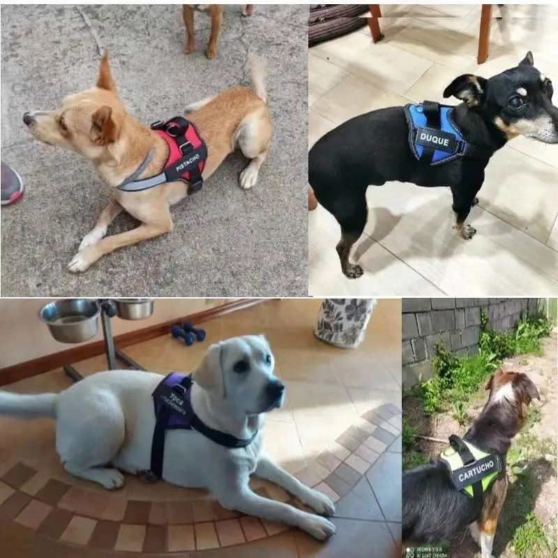 

Personalized Dog Harness NO PULL Reflective Breathable Adjustable Pet Harness For Small large Dog Harness Vest