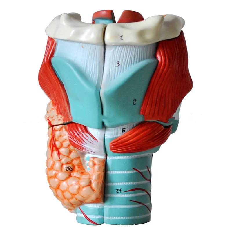 

Education Human Laryngeal Cavity and Laryngeal Anatomical Enlarged Model Respiratory Endocrine System