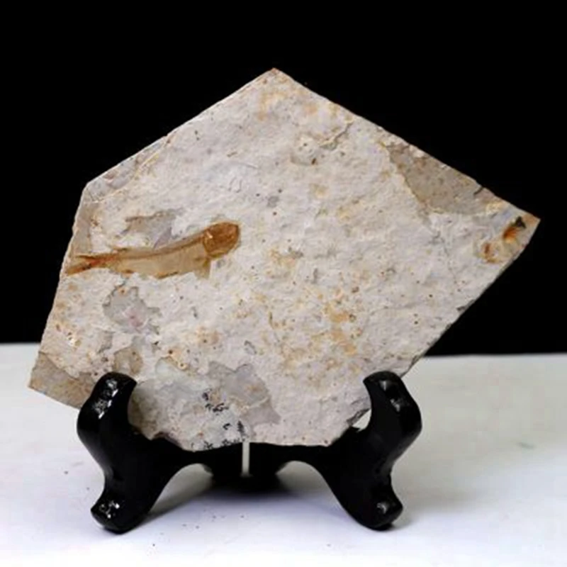 Лидер продаж рыба окаменелая настоящая из Западного ляонина Китай 150 миллионов