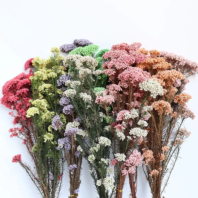 

Natural Fresh Preserved Mi Flower,Dried Eternal Flower Home room Decoration accessories,Display flowers Flores Secas Naturales