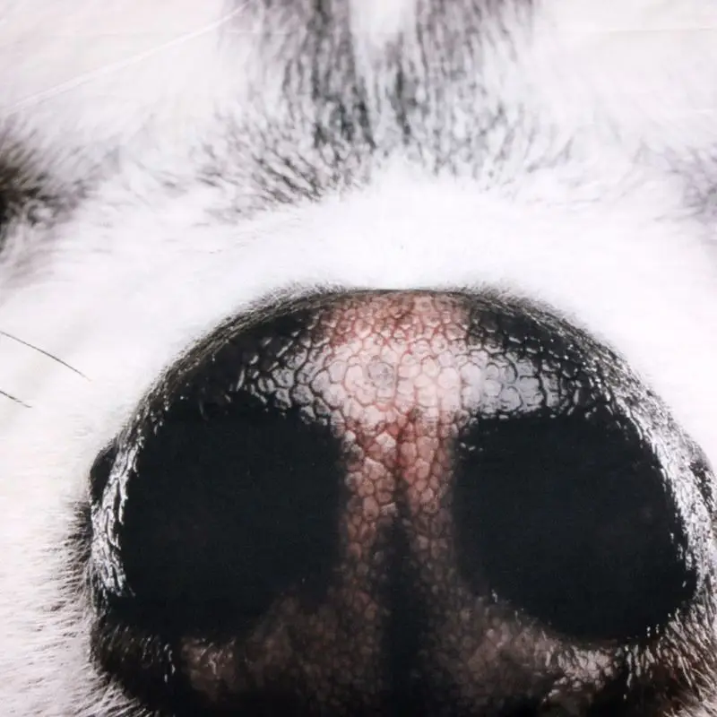 Пододеяльник с рисунком Сибирского хаски и 2 наволочками модный Комплект