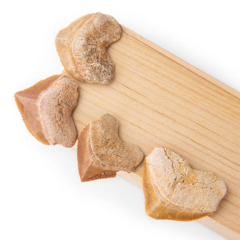 Спиральный акулий зуб косырьевая морская биология научный материал