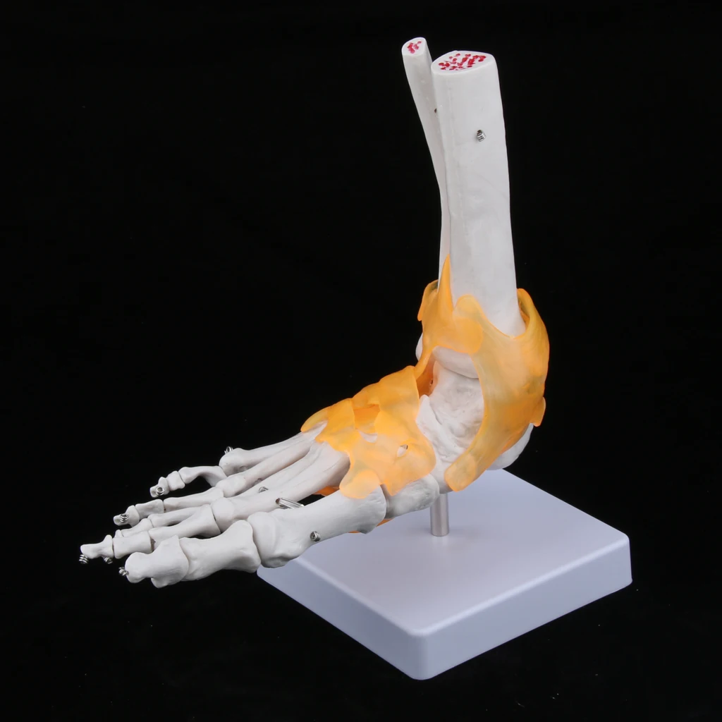 

1:1 Lifesize Foot Ankle Bone Joint Model With Ligament&Base
