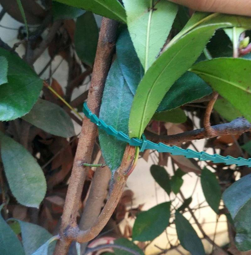 

Tree Ties Adjustable Plant Ties Garden Ties Flexible Plant Cable Ties for Supporting Rose Shrub Plants tree strapping 30/50pcs