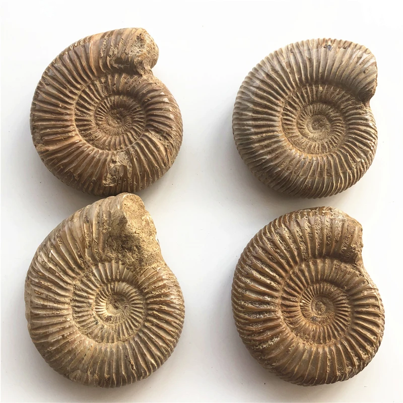 1 шт. натуральный Палеонтологический Fossil Ammonoid минеральный геологический учебный образец Коллекция украшения