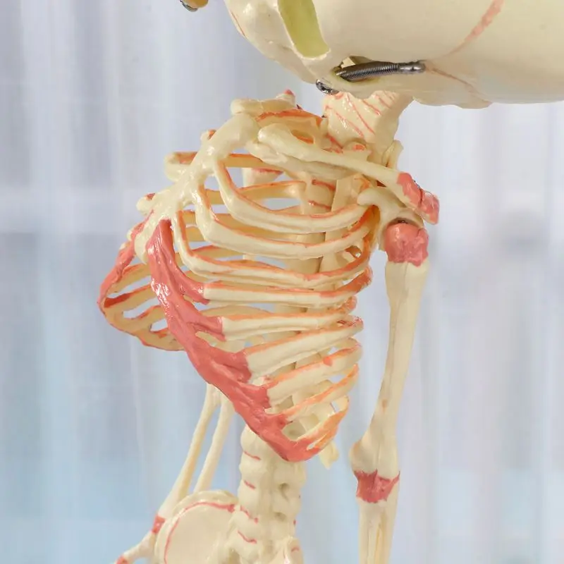 37 см человеческие волосы двойной головкой для малышей &quotскелетная&quot Анатомия