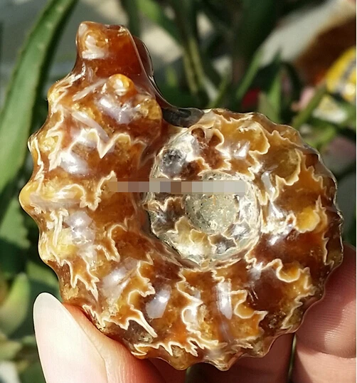  412 + 51 г Высокое качество редкий полированный &quotКозья Горн&quot Douvilleiceras аммонита