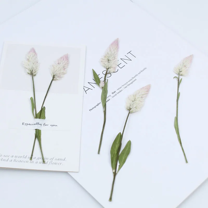 60 шт. натуральные прессованные цветы настоящий сушеный гребень для рукоделия