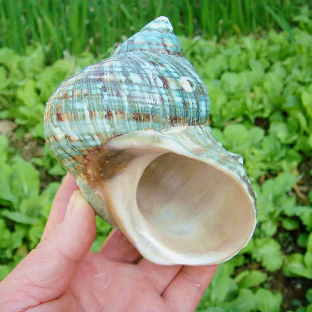 

Natural Shell Sea Conch Snail Fish Tank Aquarium Decorations Roll Shellfish Breeding Shell Micro-landscape Succulent Flower Pot