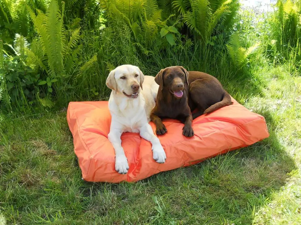 Оранжевая Водонепроницаемая профессиональная и ведущая производственная