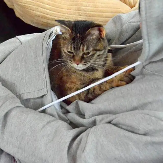 Sweatshirt Cat hoodie Pet Casual Unisex cat kangaroo pocket Sweatershirts Hoodie Sweater shirts Adult Version | Дом и сад