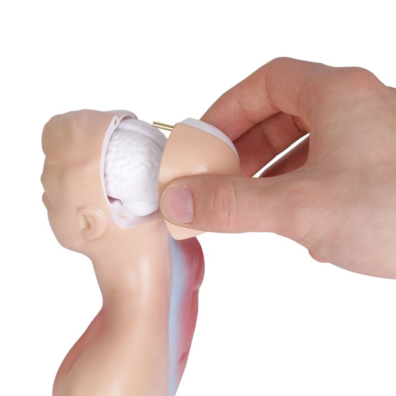 Анатомическая модель человеческого тела туловища сердце Скелет мозга школьная