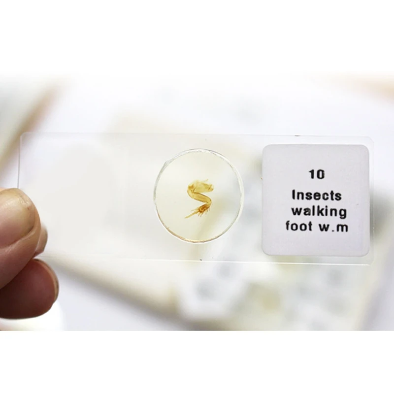 Набор готовых слайдов для микроскопа базового биологического образования с