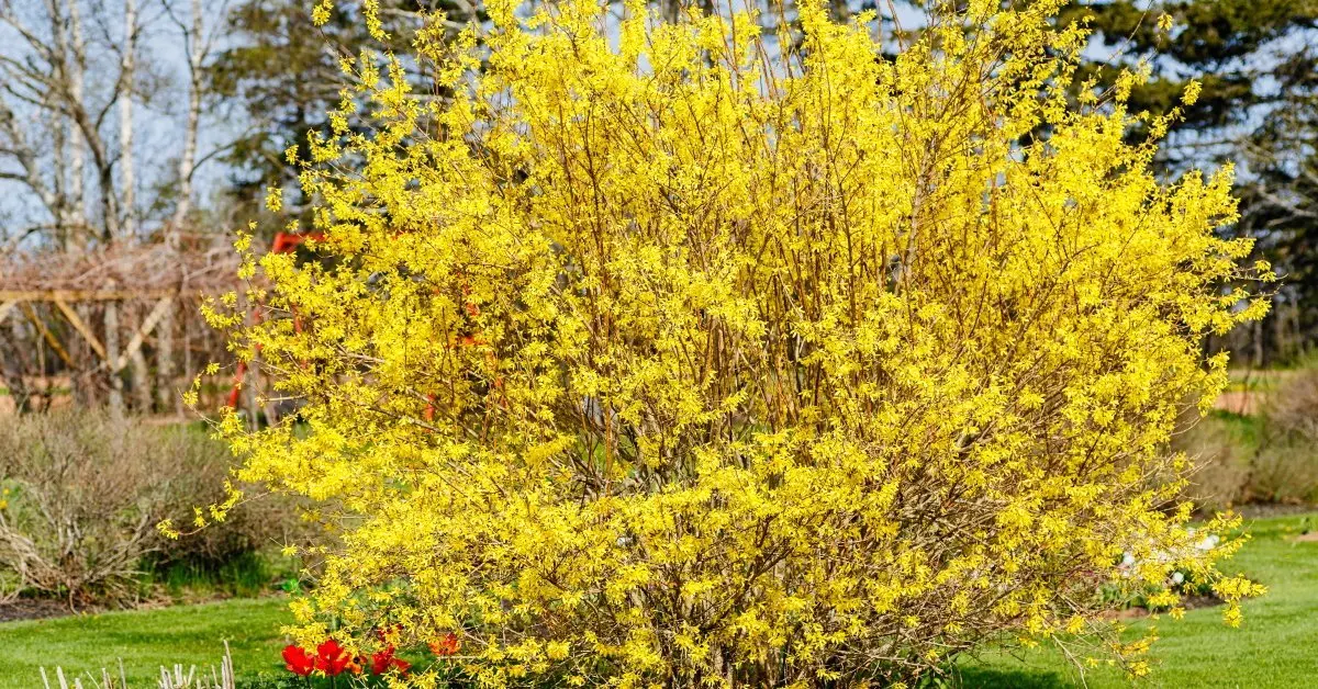 форзиция сиреневая. форзиция в сибири. форзиция посадка и уход в открытом. форзиция с миндалем. бересклет форзиция.