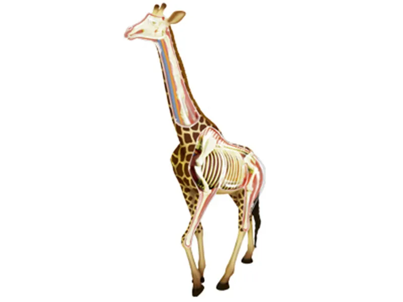 Жираф 4d мастер головоломка Сборка игрушки животных биология орган анатомическая