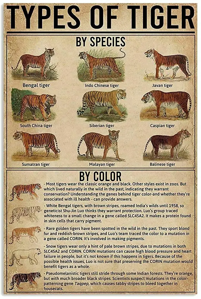 

Типы тигровых знаков дикой природы, металлический жестяной знак, ретро, кухня, сад, ресторан, ферма, торговый центр, бар, кафе, мужская пещера,...