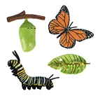 Набор игрушек для дошкольного возраста с изображением природы бабочки жизненного цикла