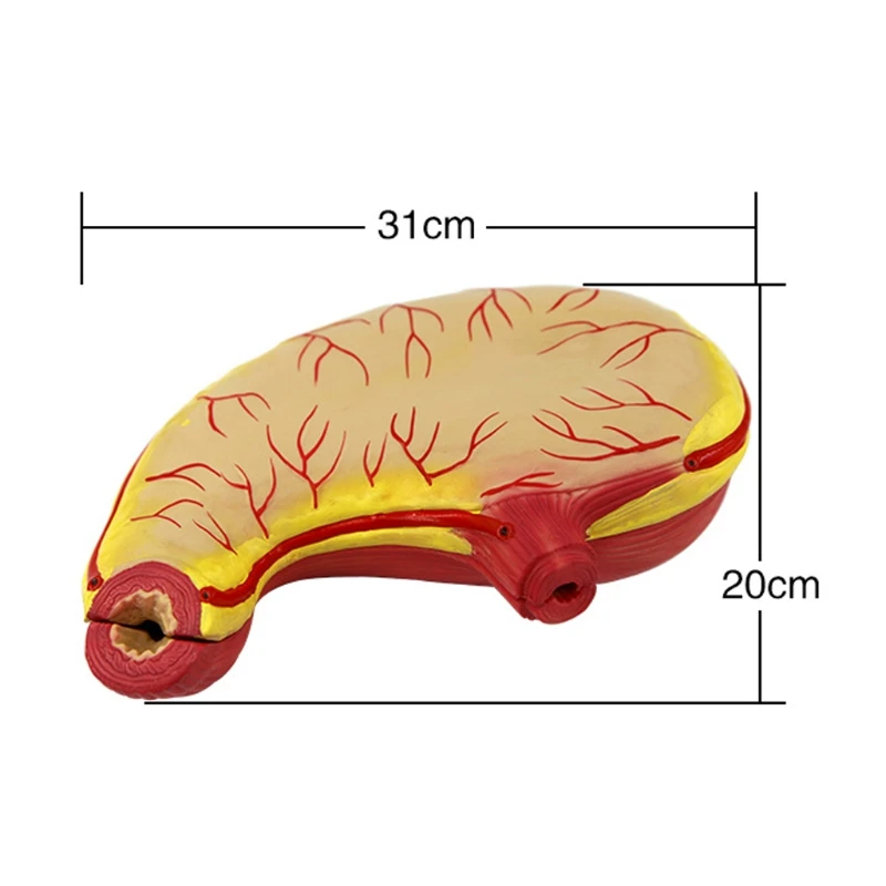 

2021 New Iatrical School Necessities Human Stomach Model Preparations for School Days