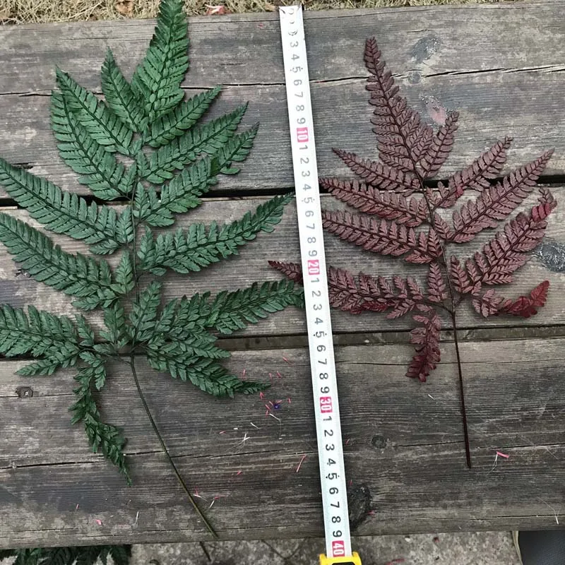 20 ~ 40 см/10 шт сухое натуральное свежее сохраненное растение вечная сушеная трава