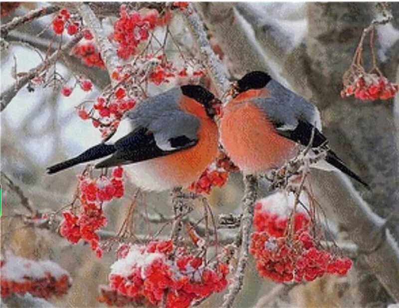 5D DIY алмазная живопись попугаем Полный Круглый бриллиантовый Набор для вышивки