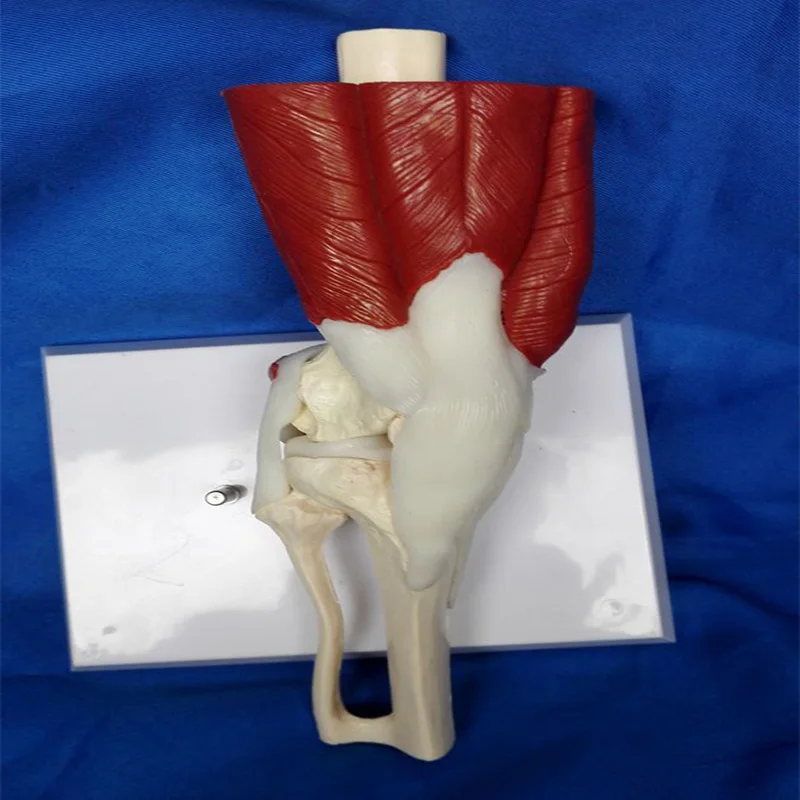 Анатомическая модель коленного сустава с реалистичным размером медицинская